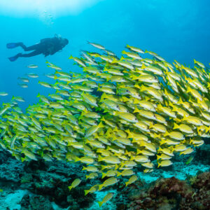 Diver above a swirling school of bluestripe snappers, sunburst, Maldives