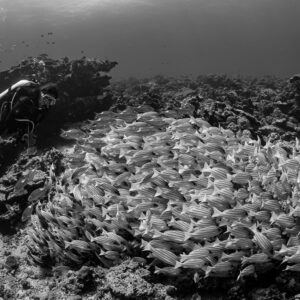 Black and white diver beside a dense carpet of snappers on the reef, Maldives