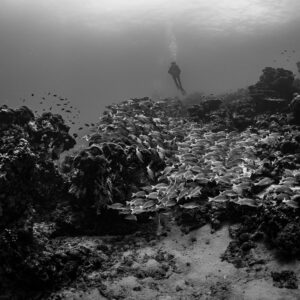 Black and white reef landscape with snapper school and distant diver, Maldives