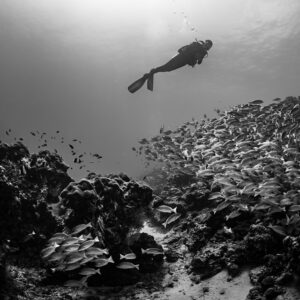 Black and white diver silhouette above a snapper school among coral, Maldives