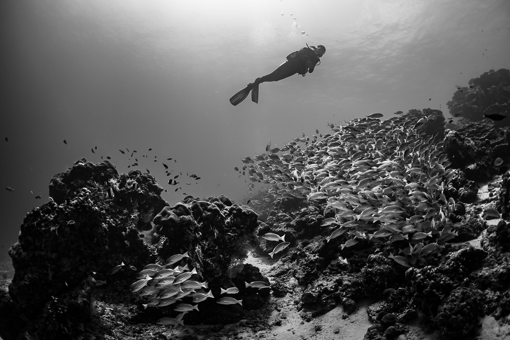 Noir et blanc : silhouette de plongeur au-dessus d’un banc de vivaneaux parmi les coraux, Maldives