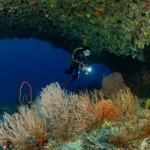 Diver with torch under a reef overhang behind orange sea fans, Maldives