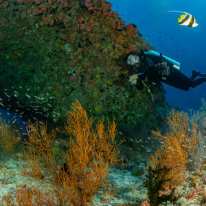 Diver among orange sea fans under an overhang, bannerfish above, Maldives