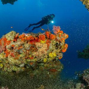 Diver with torch above a reef block covered with orange sponges, Maldives