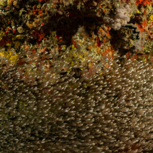 Dense school of sweepers under a colourful encrusted overhang, Maldives