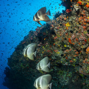 Longfin batfish group descending along a reef pinnacle, vertical, Maldives