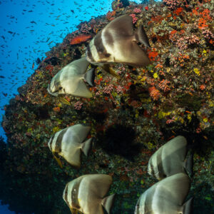 Longfin batfish gathered against a coral-covered pinnacle, vertical, Maldives