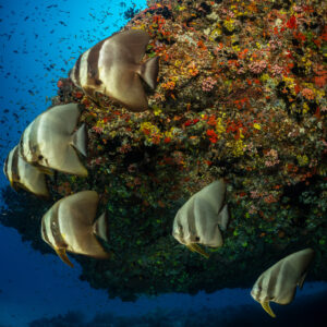 Close group of longfin batfish beside a colourful reef wall, Maldives