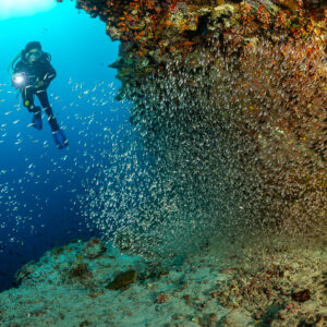 Plongeur avec phare près d’un rideau de poissons balayeurs le long du tombant, Maldives