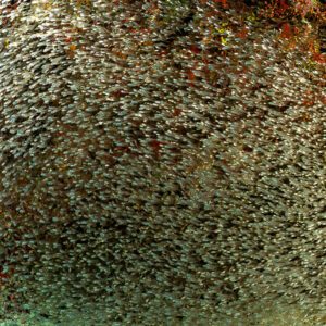 Mur plein cadre de poissons balayeurs devant un récif encroûté, Maldives
