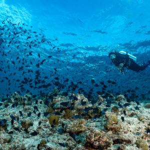 Diver gliding over a shallow reef full of small reef fish, Maldives