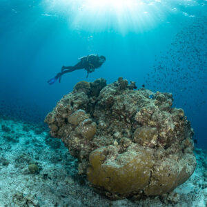 Diver above a large coral bommie with sun rays from the surface, Maldives