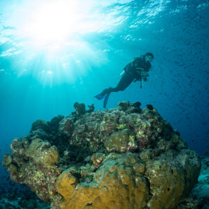 Diver above a coral bommie against the sunburst, vertical, Maldives