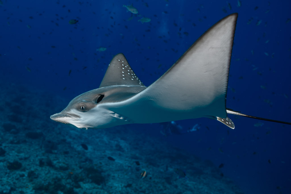 Raie léopard en virage montrant les taches blanches de son dos, Maldives