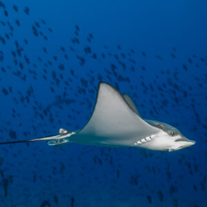 Raie léopard de profil s’éloignant, longue queue traînante, Maldives