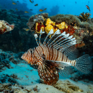 Lionfish with spread fins hovering below a yellow-sponge reef, Maldives