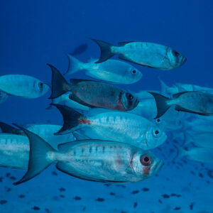 School of silvery lunar-tailed bigeyes in open blue water, Maldives