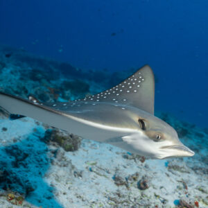 Close eagle ray skimming the reef, spotted back and long snout, Maldives
