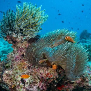 Maldive anemonefish in a magnificent anemone beside a feather star, Maldives