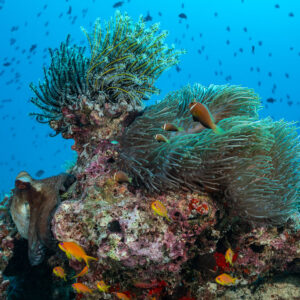 Maldive anemonefish and anemone with a big blue octopus beside them, Maldives