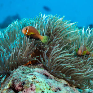Two Maldive anemonefish among the tentacles of a magnificent anemone, Maldives