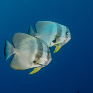 Two longfin batfish swimming side by side in open blue, vertical, Maldives