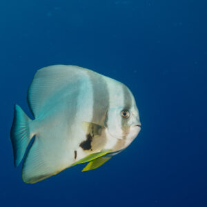 Teira batfish swimming in open blue water, facing right, Maldives