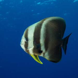 Teira batfish turning toward the camera in deep blue water, Maldives