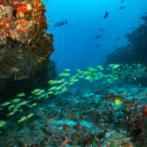 School of bluestripe snappers passing between red-encrusted coral heads, Maldives