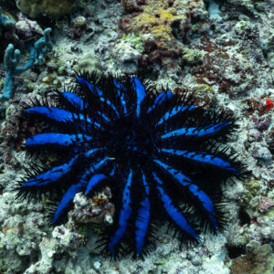 Acanthaster bleue étalée sur un récif corallien, Maldives