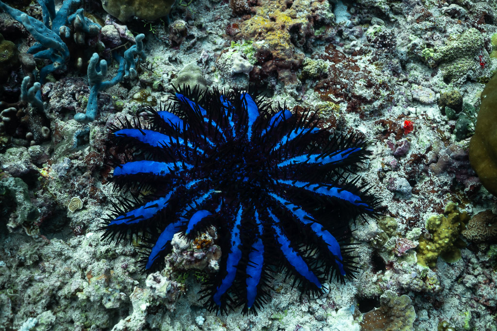 Acanthaster bleue étalée sur un récif corallien, Maldives