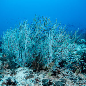 Bushy gorgonian with white polyps rising from a rubble reef slope, Maldives