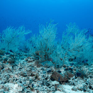 Cluster of pale gorgonians on a reef slope with fish in the blue, Maldives