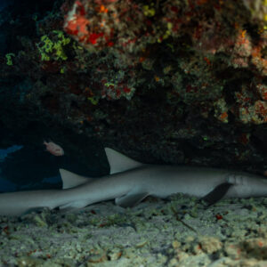 Tawny nurse shark resting under a red-encrusted coral overhang, Maldives