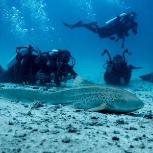 Zebra shark resting on sand watched by a group of divers, Maldives