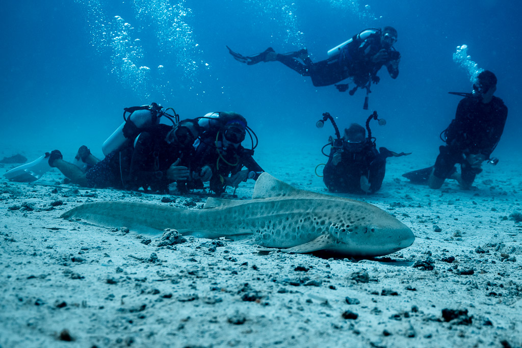 Requin zèbre posé sur le sable observé par un groupe de plongeurs, Maldives