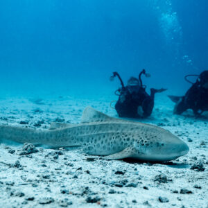 Zebra shark lying on the sand with two divers behind, Maldives