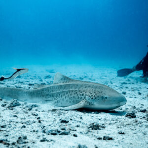 Zebra shark on the sand with a remora and a kneeling diver, Maldives