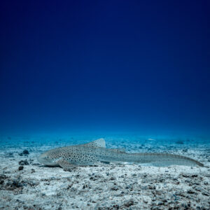 Zebra shark on the sandy bottom under deep blue water, vertical frame, Maldives
