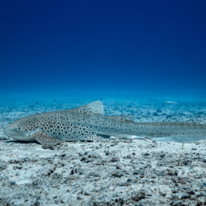 Zebra shark lying on a rubble and sand bottom in deep blue water, Maldives