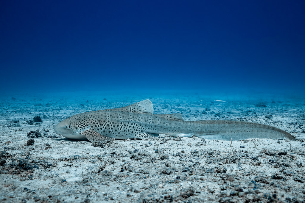 Zebra shark lying on a rubble and sand bottom in deep blue water, Maldives