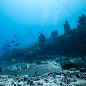 Zebra shark resting at the reef base below a line of divers, Maldives