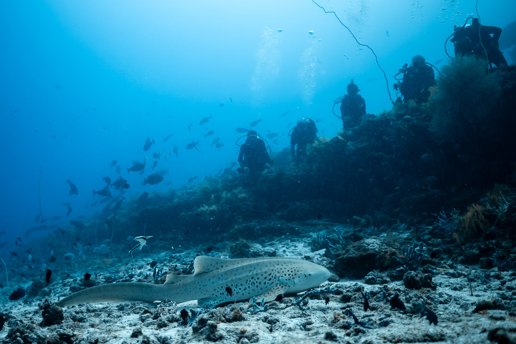 Zebra shark resting at the reef base below a line of divers, Maldives
