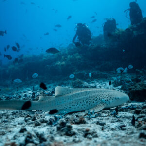Zebra shark on rubble with reef fish and divers along the slope, Maldives