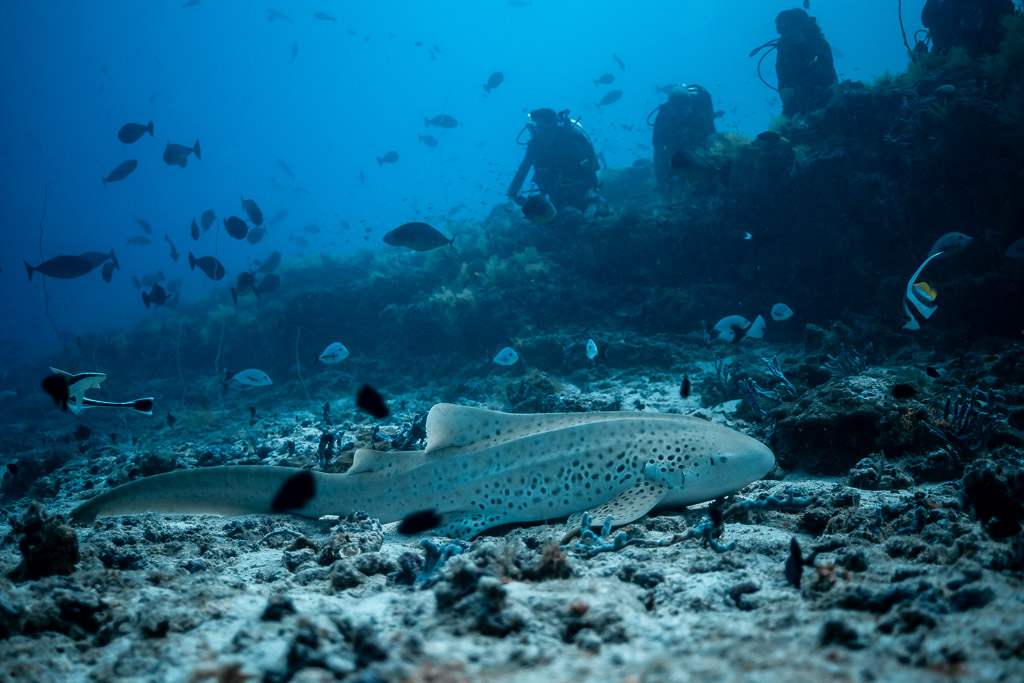 Zebra shark on rubble with reef fish and divers along the slope, Maldives