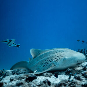 Close view of a zebra shark resting on rubble, remora swimming above, Maldives