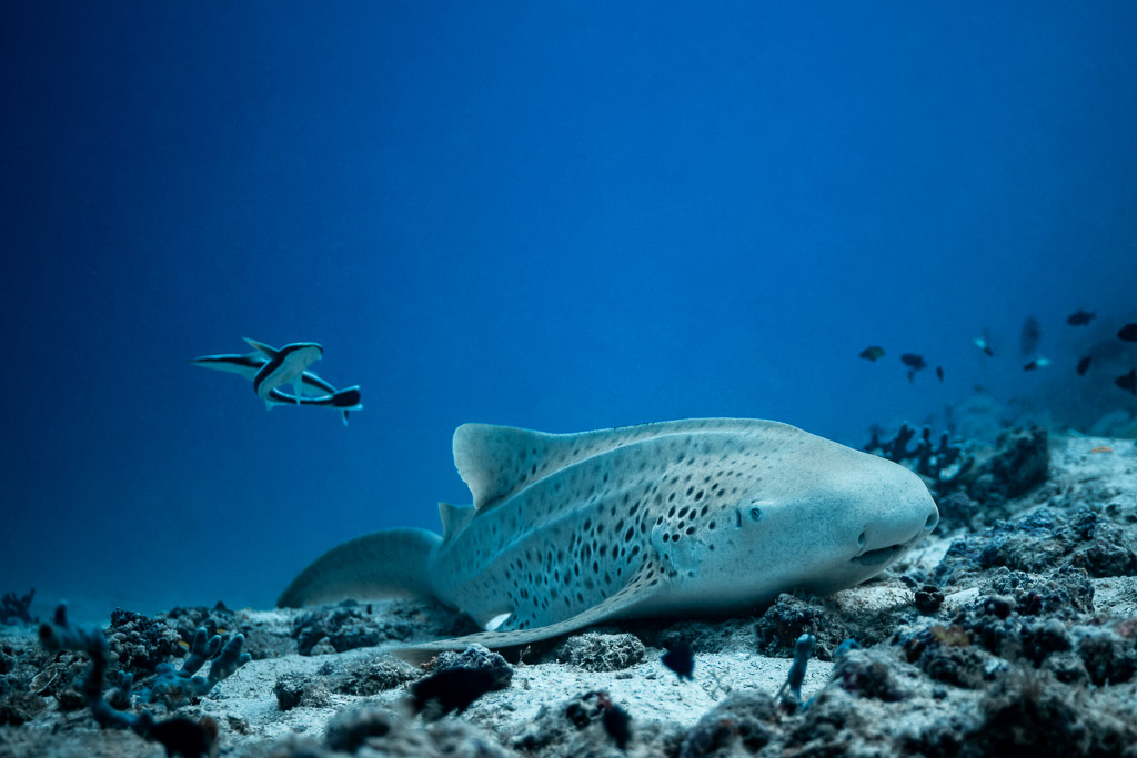 Close view of a zebra shark resting on rubble, remora swimming above, Maldives