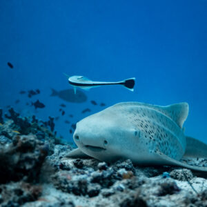 Zebra shark facing the camera with a remora swimming overhead, Maldives