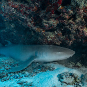 Tawny nurse shark resting in a cave under a red reef overhang, Maldives