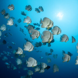 Dense school of batfish beneath the sun in open blue water, Maldives